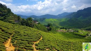The Bharat tea plantation Cameron Highlands Malaysia watermarked.