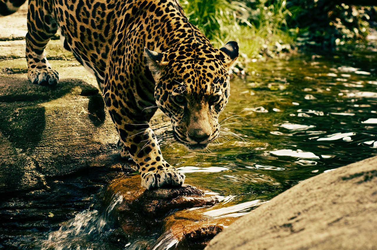 yala national park leopard