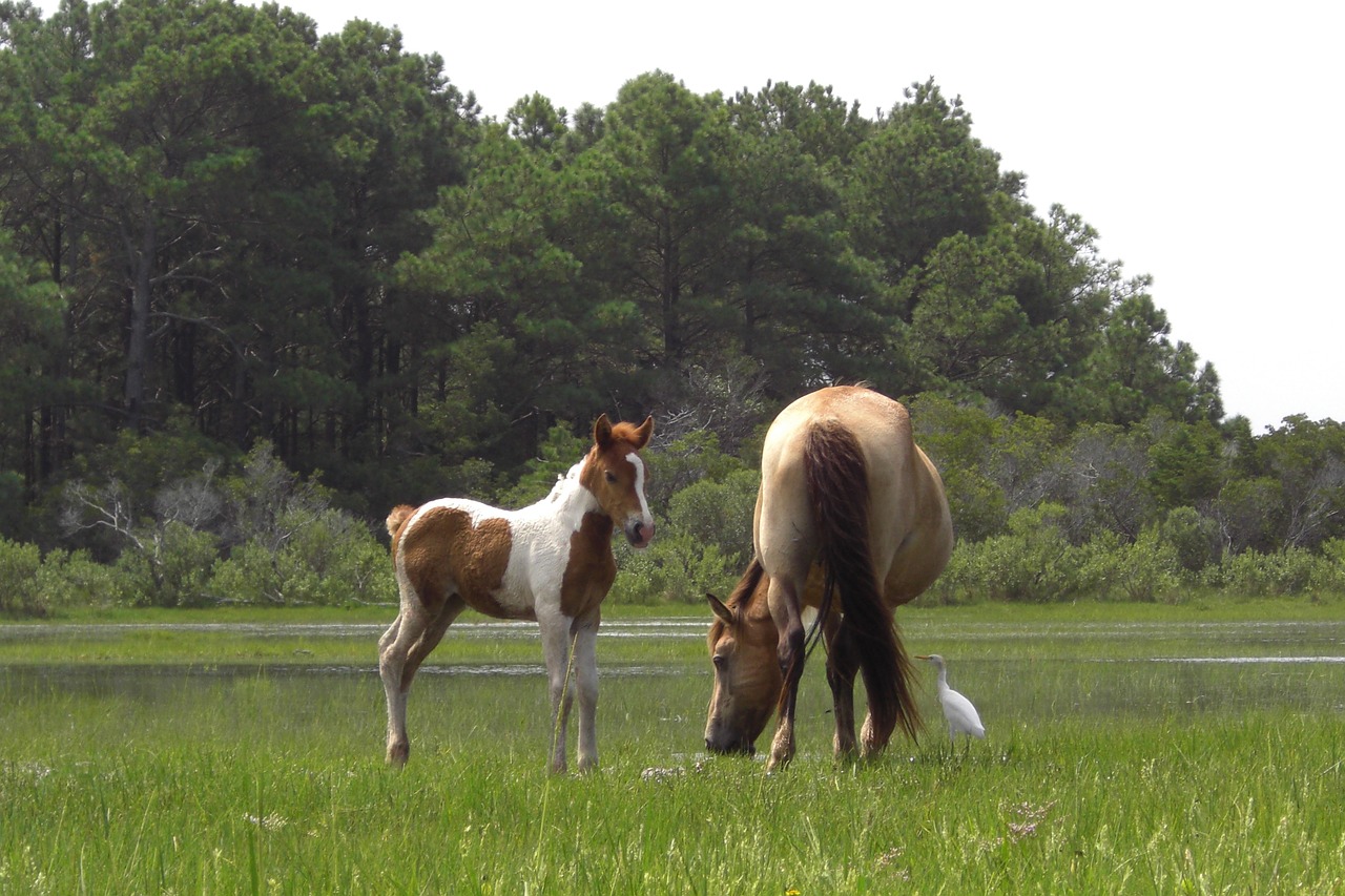 Chincoteague Island horses