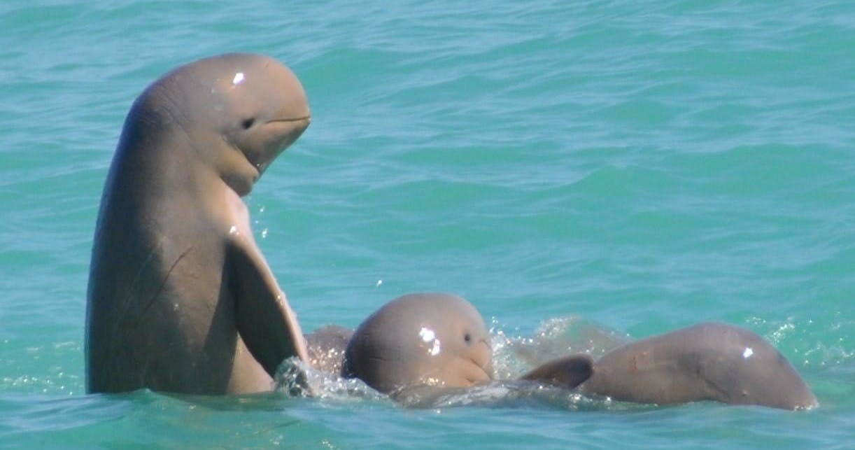 Snubfin Dolphin Eco Tour image 1