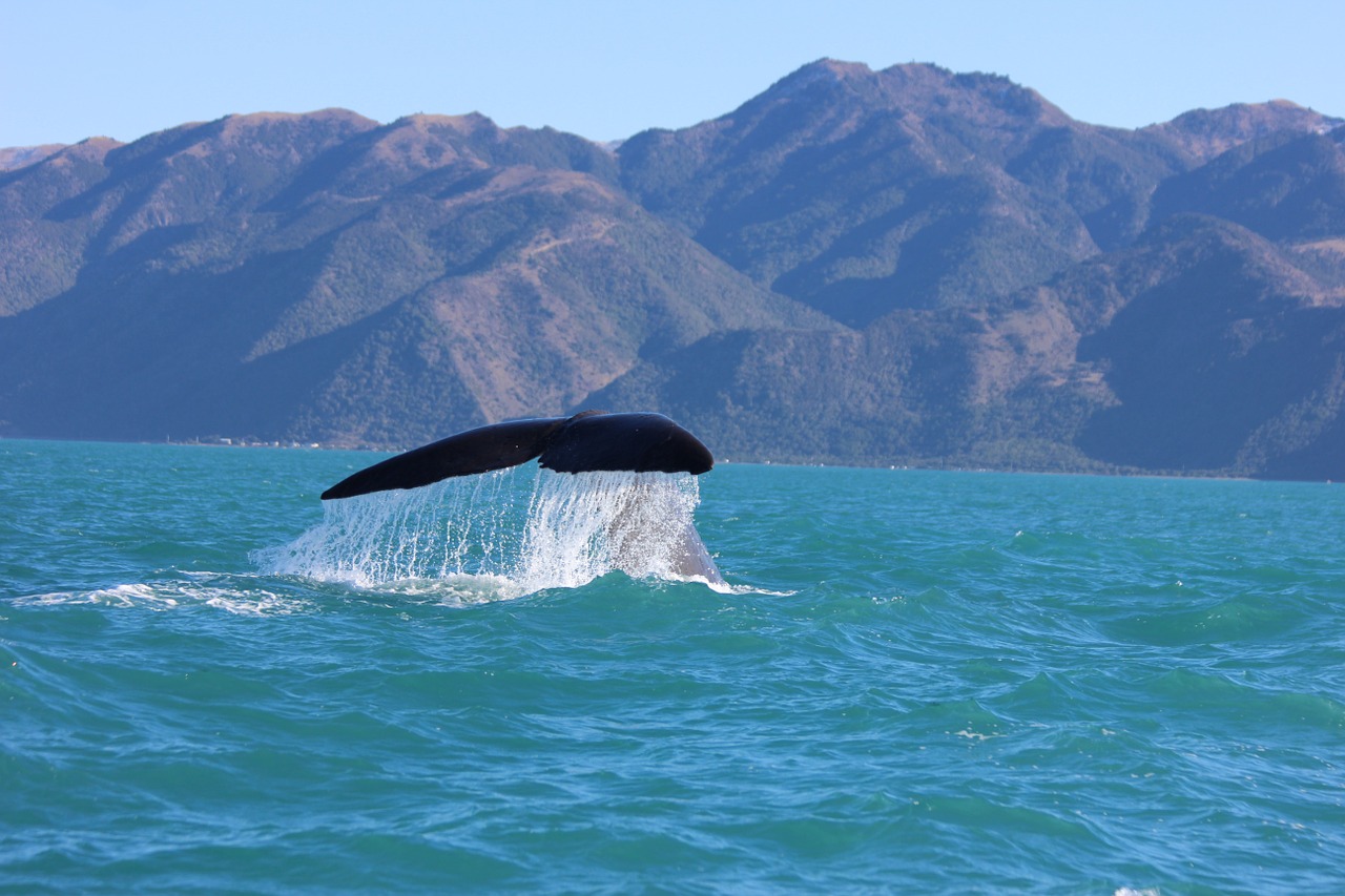 humpback whale kaikoura
