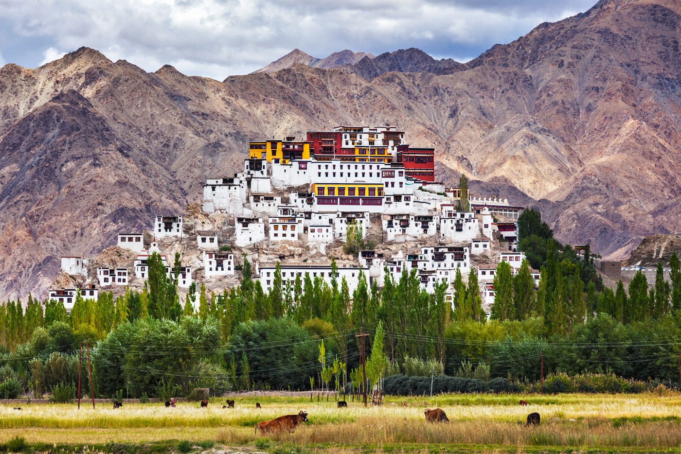 thikse gompa