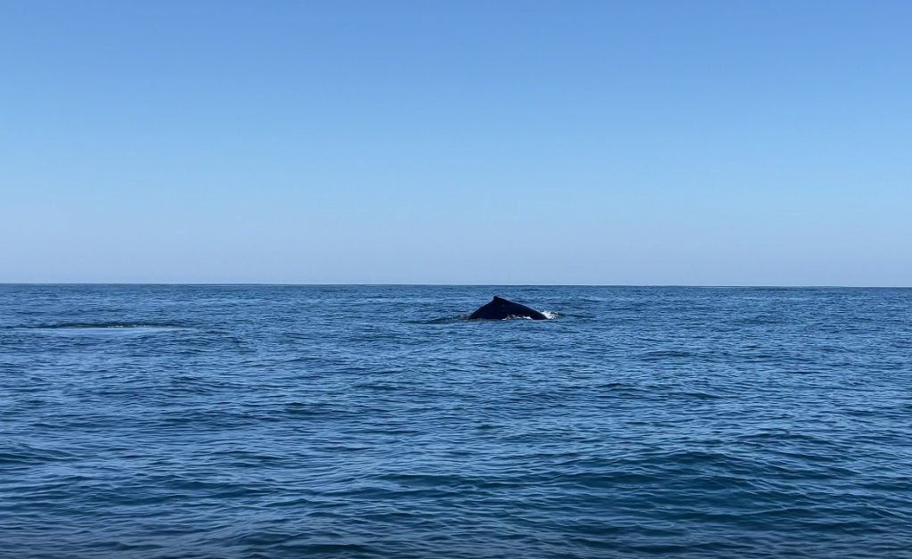 puerto escondido whale watching