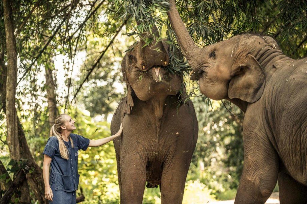 anantara jungle resort elephants