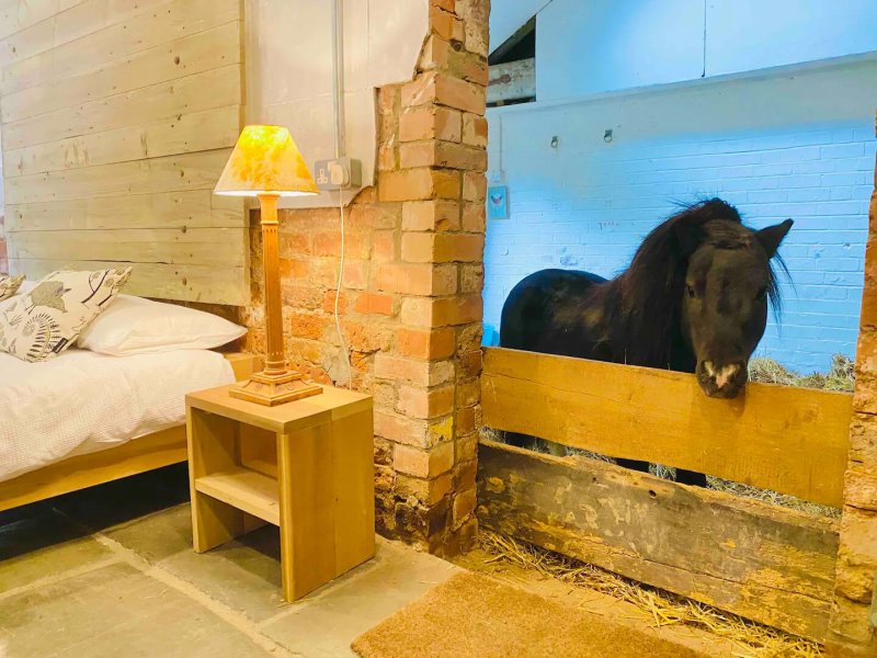 sleep with horse airbnb