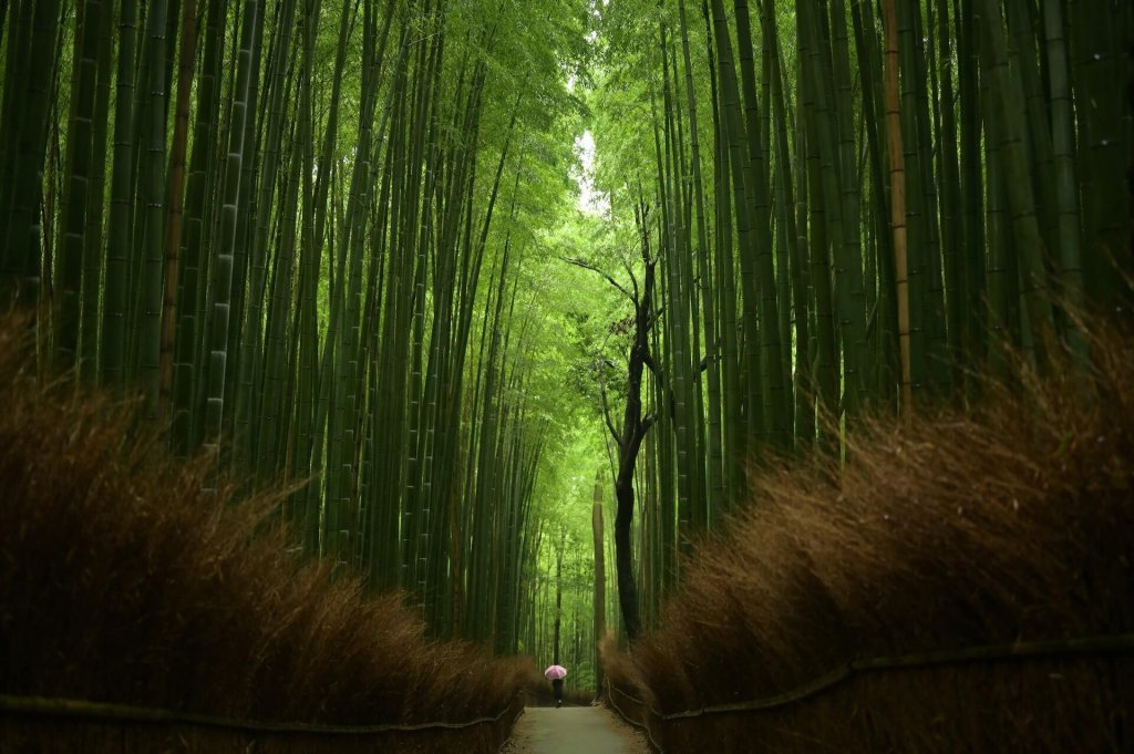 unique forests Arashiyama Bamboo Grove