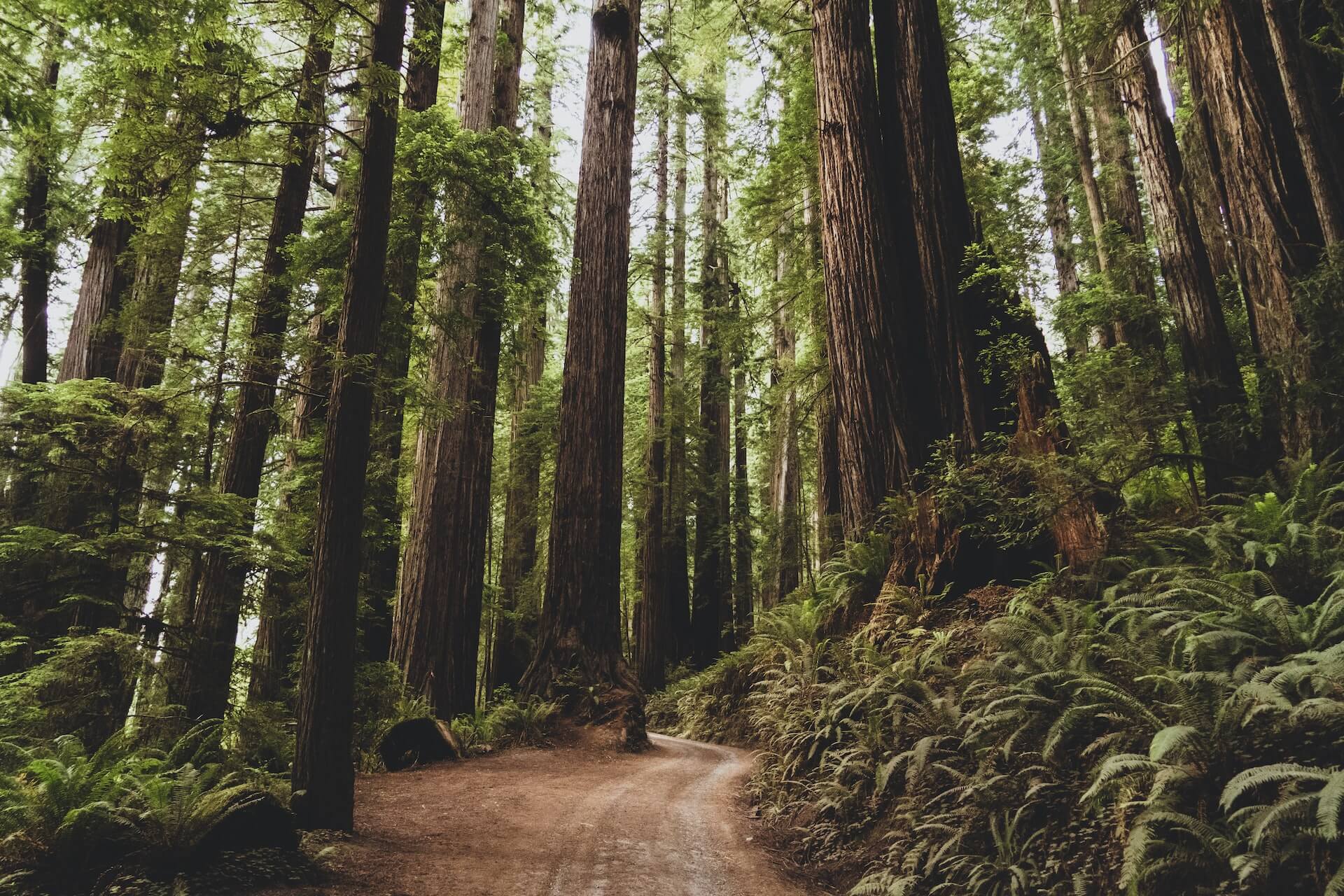 unique forets redwood park