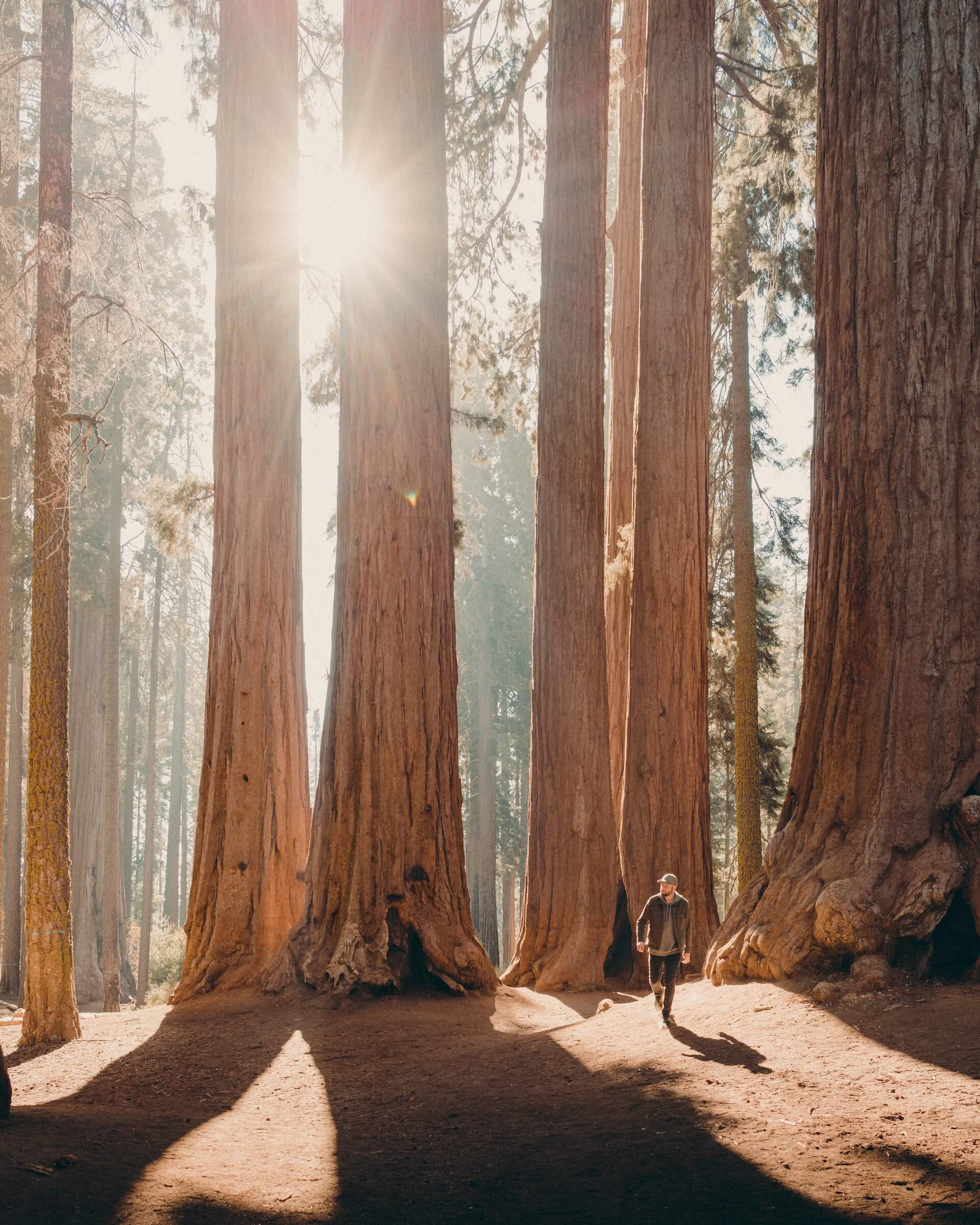 unique forets redwoods