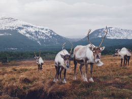 best places to see reindeer around the world
