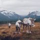 best places to see reindeer around the world