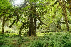greenest places on earth hoh national park