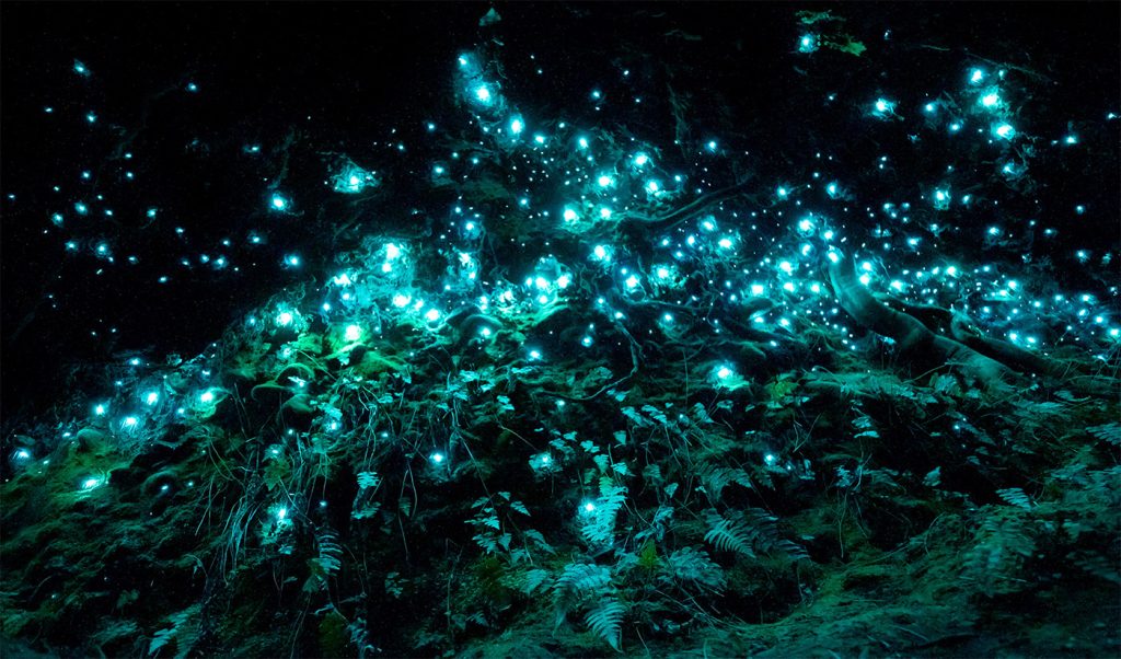 amazing caves Waitomo Glowworm Caves