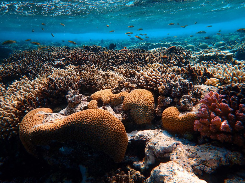 most beautiful coral reefs red sea