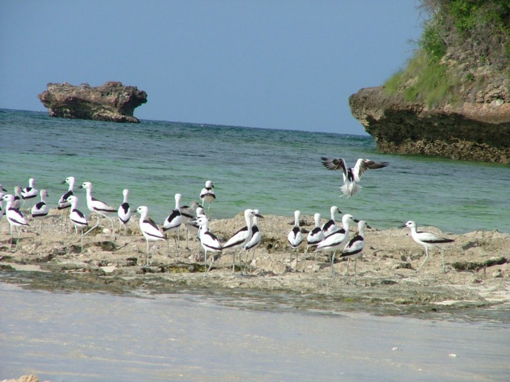 things to do dar es salaam Mbudya Island Marine Reserve