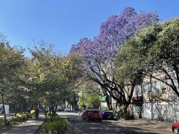 roma neighborhood mexico city