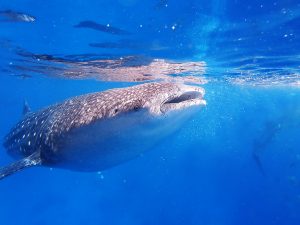 things to do la paz whale sharks