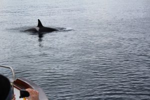 Dolphins Lofoten Islands