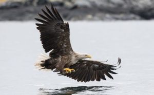 sea eagles Lofoten Islands 1