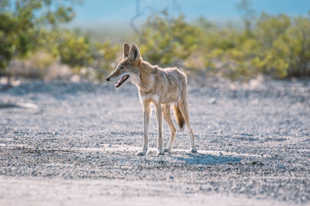 wasteland Coyote in Death Valley